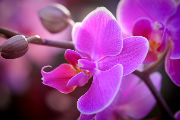 Como Cuidar de Orquídeas: Manual Completo